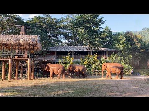 These Elephants Express Their Affection Toward Favourite Person - ElephantNews #Video