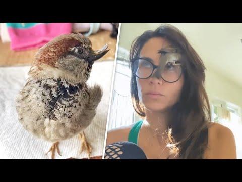 This rescued sparrow is convinced he's a dog #Video