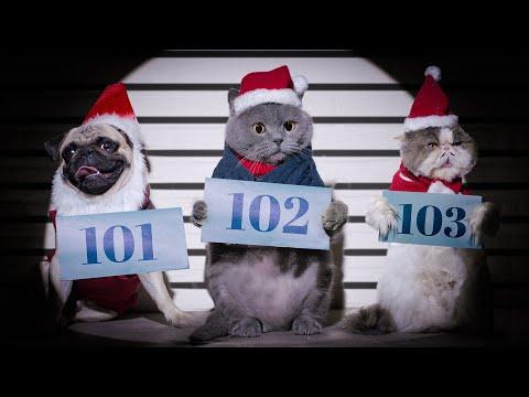 Cat and Dog Break Into Pound. AaronsAnimals. #Video