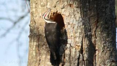 Timelapse Of A Pileated Woodpecker Creating A Cavity