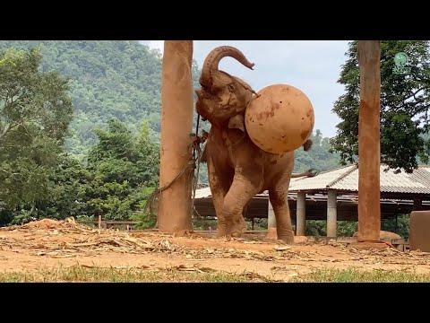 Baby Elephant Wan Mai Play A Big Ball #Video