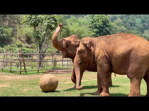 BuaThong's Joyful Encounter with a Giant Ball - ElephantNews #Video