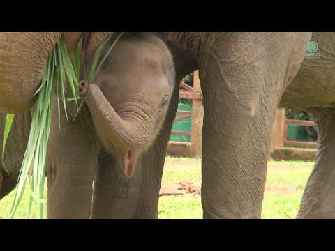 Mother and Baby Elephants Rescued: Moh Go Nar and Jun's Newfound Happiness - ElephantNews #Video