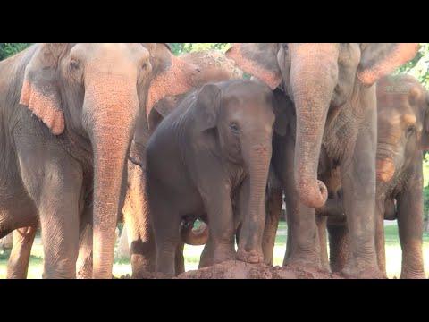 Elephant Herd's Conversation - ElephantNews #Video
