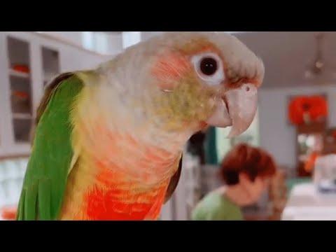 Cancer patient rescued this parrot. And they immediately became soulmates. #Video