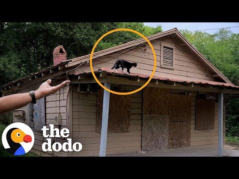 Guy Who Hated Cats Takes Care Of 18 Stray Cat Colonies Now  #Video