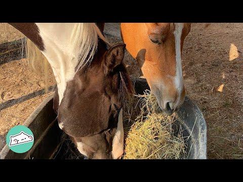 Emaciated Horse Loses Friend But Finds Loving Family #Video