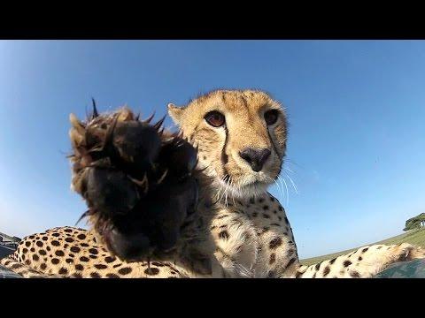 Caught On Camera: Curious Cheetah Uses GoPro As A Chew Toy