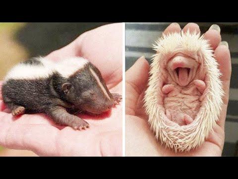 Cute baby animals Videos Compilation cute moment of the animals - Cutest Animals #10