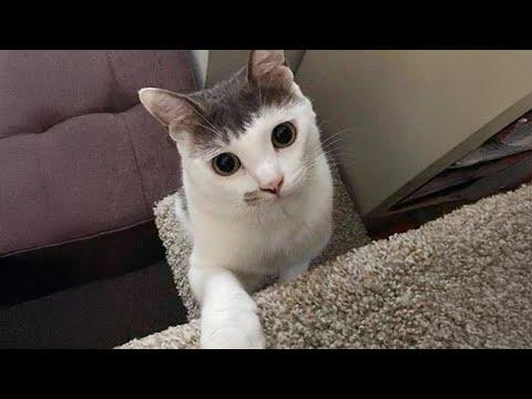 You'll be Hooked on these KITTENS and CATS! #Video