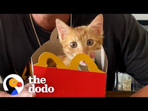Guy Finds Kitten In McDonald's Parking Lot #Video
