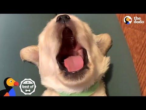 Animals Yawning Is So Soothing To Watch
