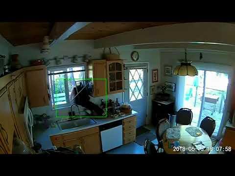 Bear breaks into Tahoe home Video