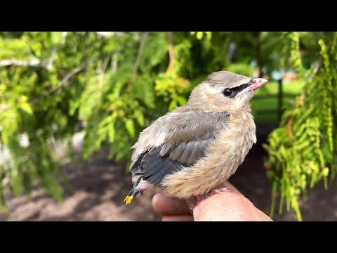 The Art of Survival: Origami Motherhood for Cedro the Waxwing! #Video