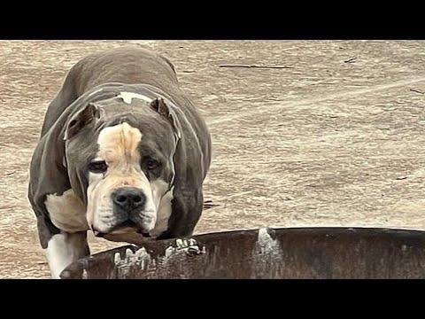 I took home terrified shelter dog. Here's what happened. #Video
