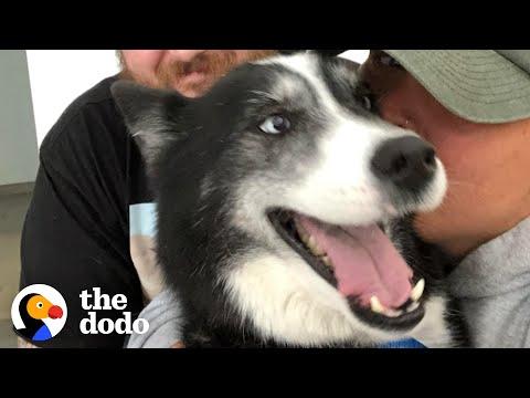 Lost Dog Ends Up 300 Miles Away From Home