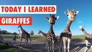 Today I Learned: Giraffes!