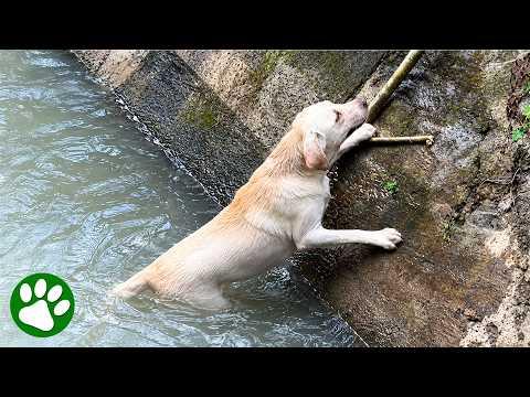 Man Finds a Clever Way to Rescue Stranded Dog #Video