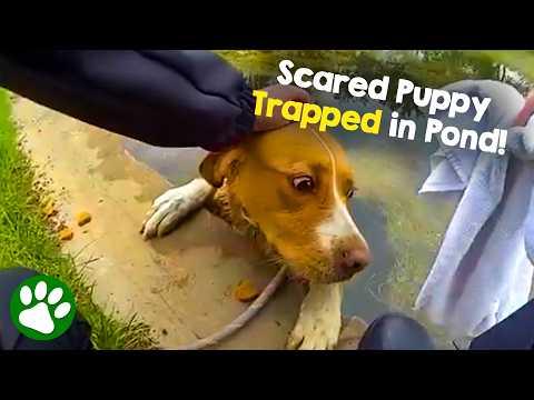 Police Officers Refuse To Give Up On a Puppy Trapped in Freezing Water! #Video