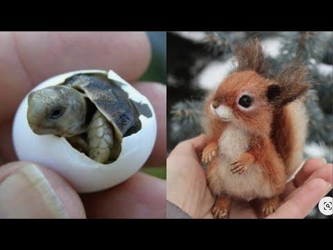 Cutest baby animals Videos Compilation Cute moment of the Animals - Cutest Animals #4