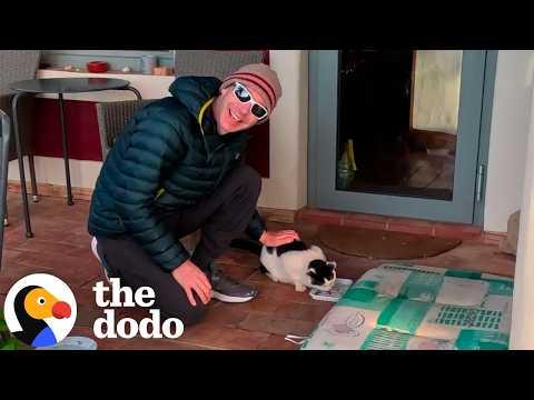 Couple Rescues Stray Cat On Their Vacation #Video