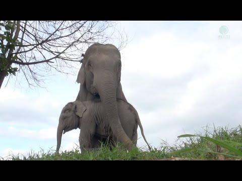 Rescued Elephant Moh Go Nar Keep Her Baby Jun Close All Time Journey - ElephantNews #Video