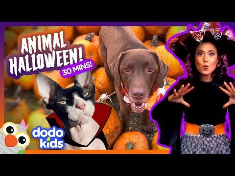 Dodo Kids Halloween Spooktacular Animal Extravaganza #Video