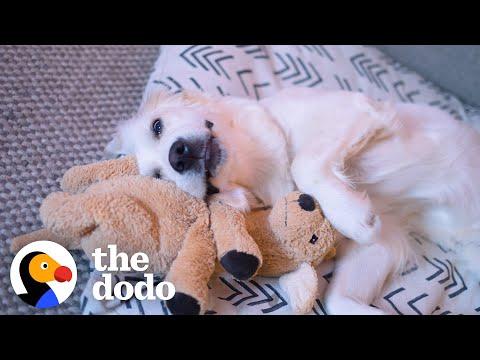 Puppy Becomes Best Friends With A Plush Dog Toy #Video
