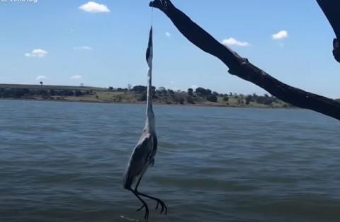 Heron Stuck On To A Tree In The Middle Of Nowhere #Video