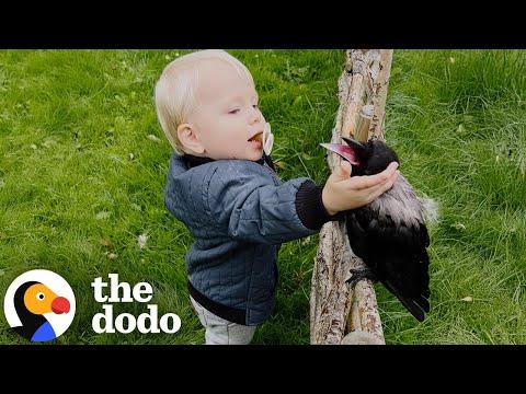 Crow Can't Wait For His Brother To Come Home From Kindergarten #Video