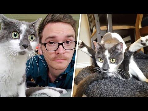 Meet the world's greatest cat dad #Video
