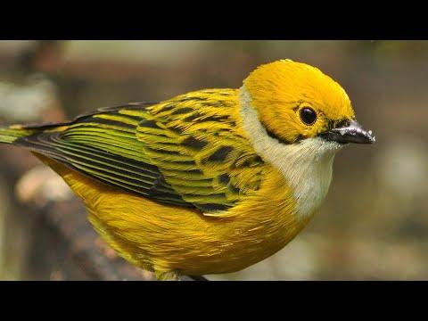 Birds of Panama Video