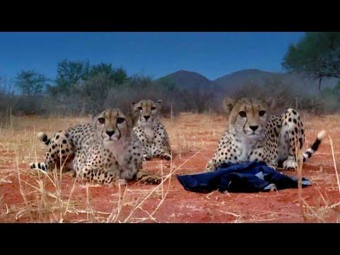 Three Playful Cheetahs, One Unlucky Cameraman #Video