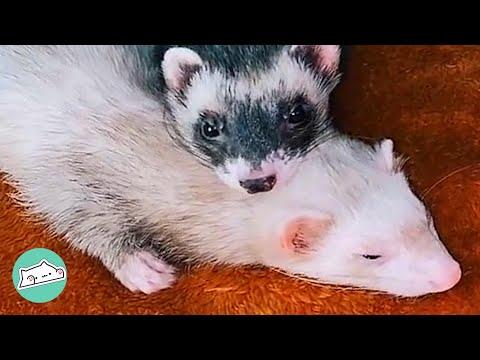 Ferret Steals His Little Sister and Leaves Everyone Speechless #Video