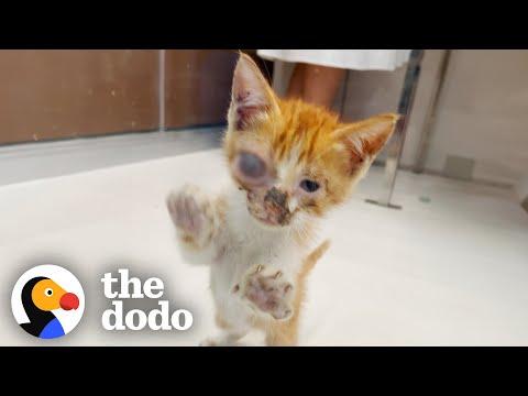 Guy Spends His Whole Vacation With A Stray Kitten #Video