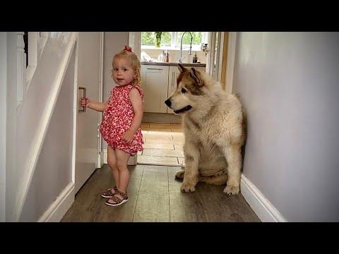 Adorable Baby Feeds Her Giant Best Friend!! (Cutest Ever!!) #Video