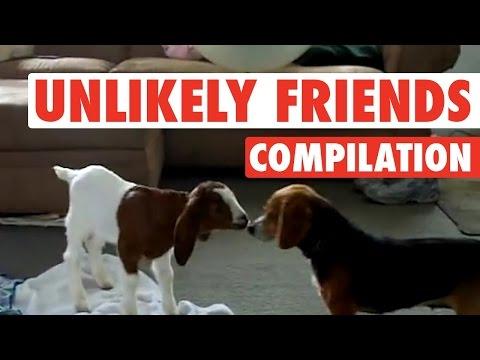 Weirdest, Coolest Pet Friend Combos (Fun Compilation!)