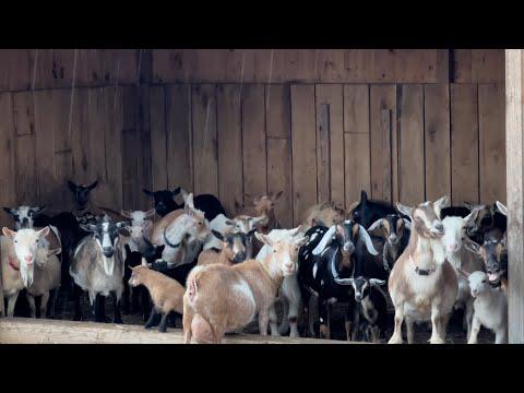 Goats are not a fan of rain! #Video