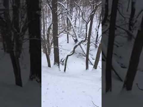 This Elk must have been Angry at hunters. #Video