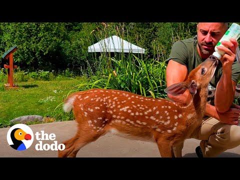 Orphaned Fawn Adopts This Guy As Her Dad #Video