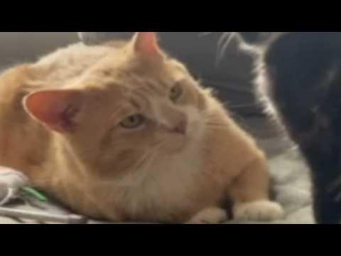 Stray cat helps friend find a forever home #Video