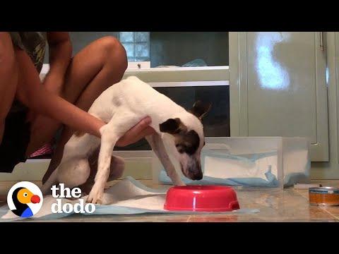 Dog Found In Trash Is A Spoiled Princess Now #Video