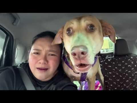 When You Own a Dog Who's Basically a Full Time Comedian #Video