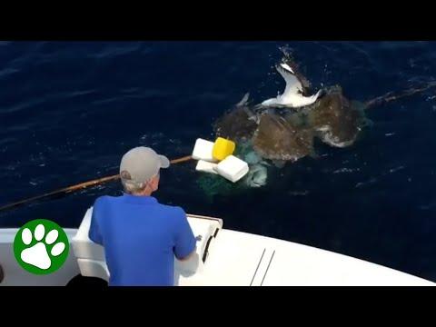 A whole cluster of animals rescued from fishing gear #Video