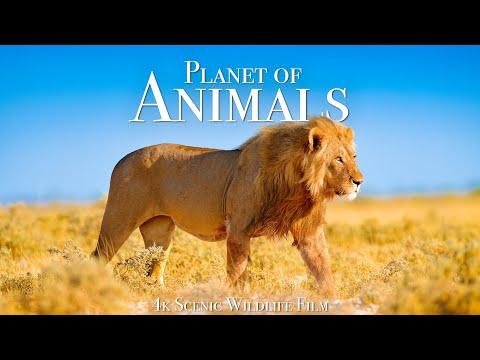 Animal Planet 4K - Scenic Wildlife Film With Inspiring Music #Video