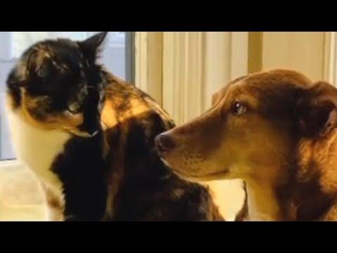 Dog's heartwarming response to deaf cat#Video