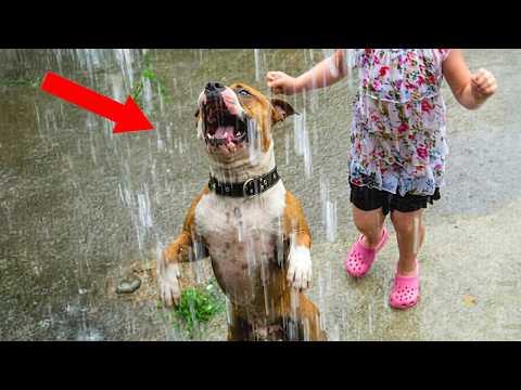 You Will Die Laughing At These Happy Dogs #Video