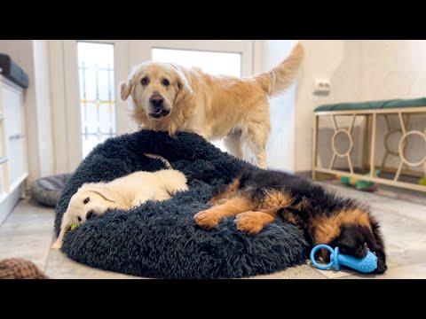 Golden Retriever Shocked by Puppies occupying his bed! #Video