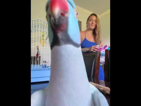 Talking Parrot Loves The Camera #Video