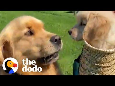 Golden Retriever Isn't Into The New Puppy Until... #Video